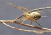 Metellina segmentata